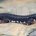 Salamandrina perspicillata 5070603