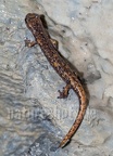 Speleomantes strinatii  5070406