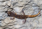 Speleomantes strinatii  5070415