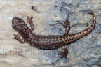 Speleomantes strinatii  5070421