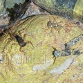 Trichoptera and Ephemeroptera (Ecdyonuridae) 5070721