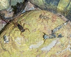 Trichoptera and Ephemeroptera (Ecdyonuridae) 5070721