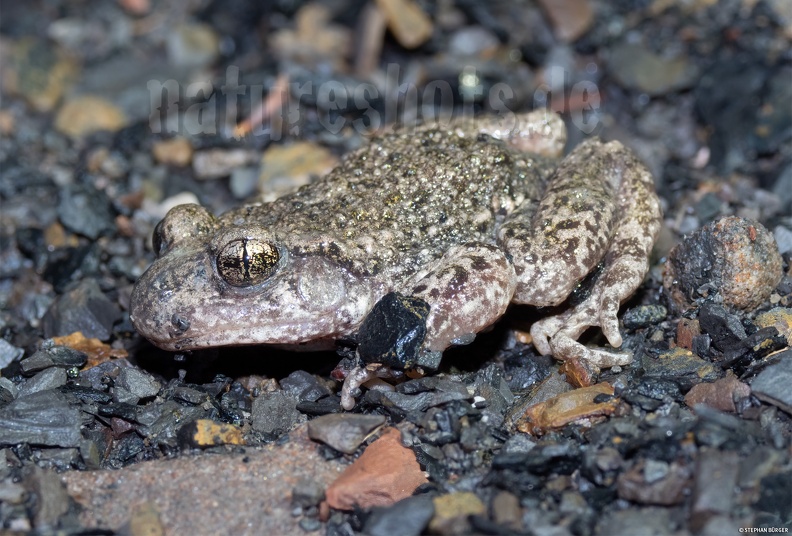 Alytes_obstetricans_female_5250206_.jpg