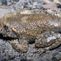 Alytes obstetricans juvenile 5250209 