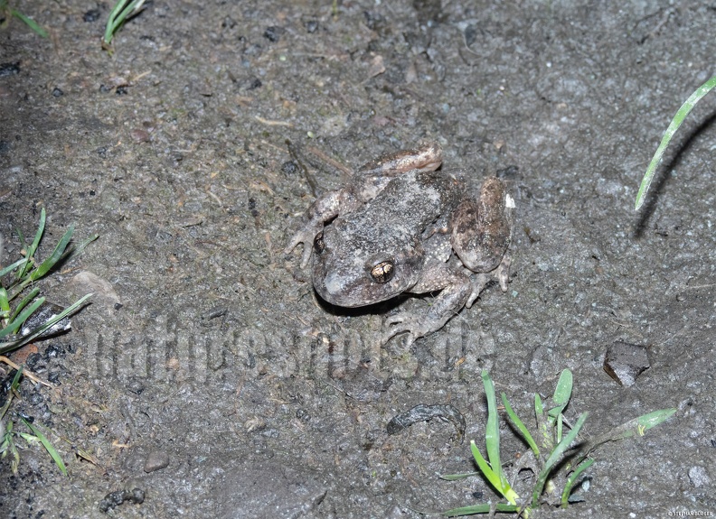 Alytes_obstetricans_male_5250230_.jpg