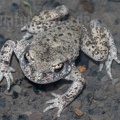 Alytes obstetricans male 5250302 