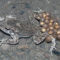 Alytes obstetricans male with eggs 5250259 