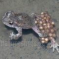 Alytes obstetricans male with eggs 5250308 