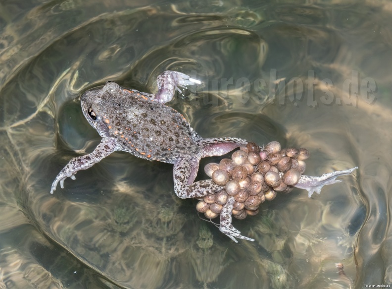 Alytes_obstetricans_male_with_eggs_5250310_.jpg