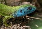 Lacerta viridis male with ticks 5060027-30 
