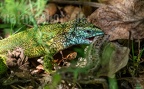 Lacerta viridis