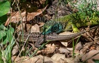 Lacerta viridis mating 2of3 5060034 