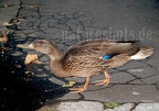 Anas platyrhynchos female 7144301