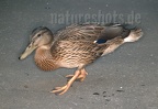 Anas platyrhynchos female 7144306