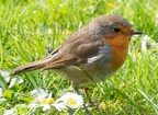 Erithacus rubecula 4160482 
