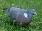 Columba palumbus 6051972
