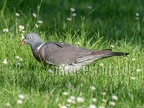 Columba palumbus 6052028