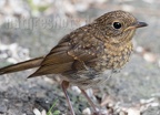 Erithacus rubecula juvenile 6031879