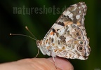 Vanessa cardui 6227778 