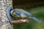 Cyanistes caeruleus 9170200
