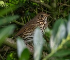 Turdus philomelos 9170143