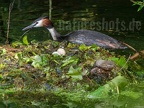 Podiceps cristatus clutch 7201528
