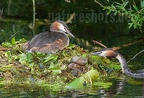 Podiceps cristatus couple 7201521