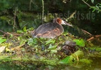 Podiceps cristatus 7201512