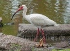 Eudocimus albus 5138924