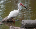 Eudocimus albus 5138929