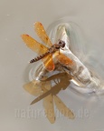 Perithemis tenera 5138763