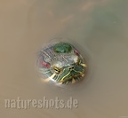 Trachemys scripta elegans 5138770