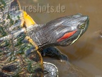 Trachemys scripta elegans 5138793