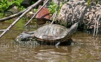 Trachemys scripta elegans 5138874