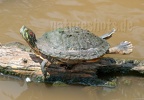 Trachemys scripta elegans 5138884