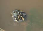 Trachemys scripta scripta 5138799
