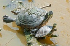 Trachemys scripta scripta 5138893