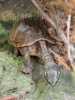 Schildkröten · Tortoises
