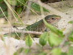 Lacerta viridis male 8060786