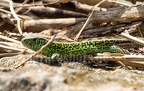 Lacerta agilis argus 5042154