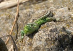 Lacerta agilis argus 5042175