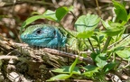 Lacerta viridis male 5011524
