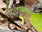 Lacerta viridis male 5011619
