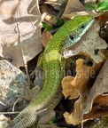 Lacerta viridis male 5011622