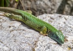 Lacerta viridis male 5011626