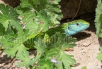 Lacerta viridis male 5042072