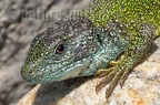 Lacerta viridis male 5042127
