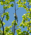 Merops apiaster 5041853