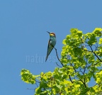 Merops apiaster 5041915