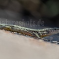 Podarcis hispanicus 9151320
